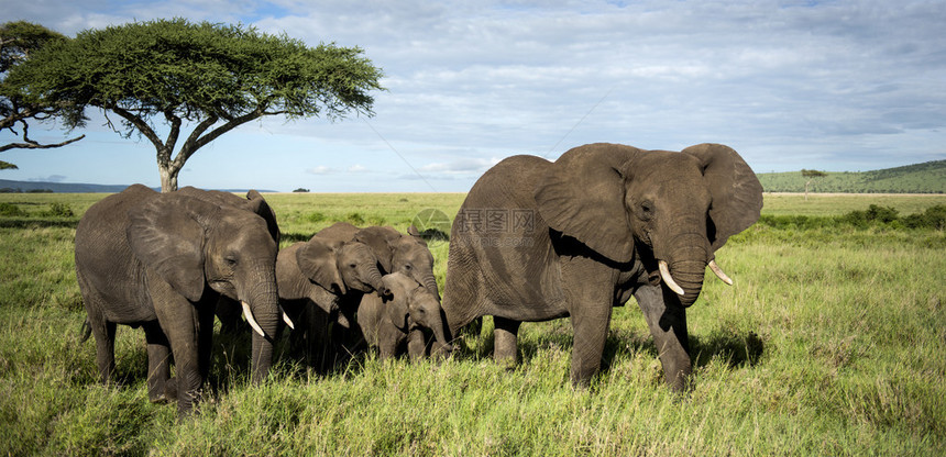 大象畜群步行坦桑图片