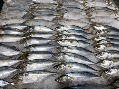超市出售的冰冻鱼一堆新鲜的生鱼图片