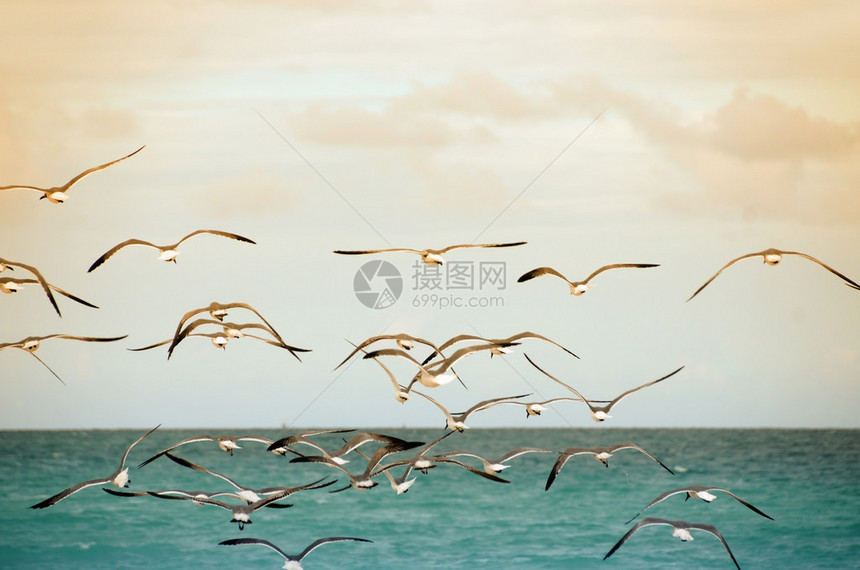 海鸥在海滩上空盘旋图片