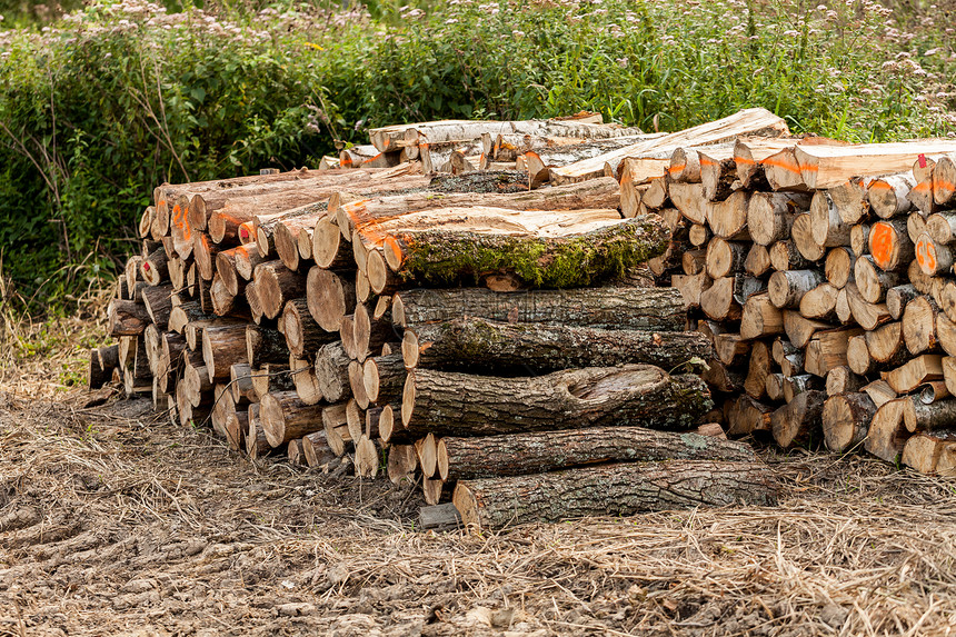 森林旁草地上的一堆生木料与伐木场和木材的行业概念为冬天的柴火准图片