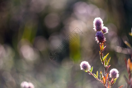 野生花卉的花蕾野生植物关闭图片