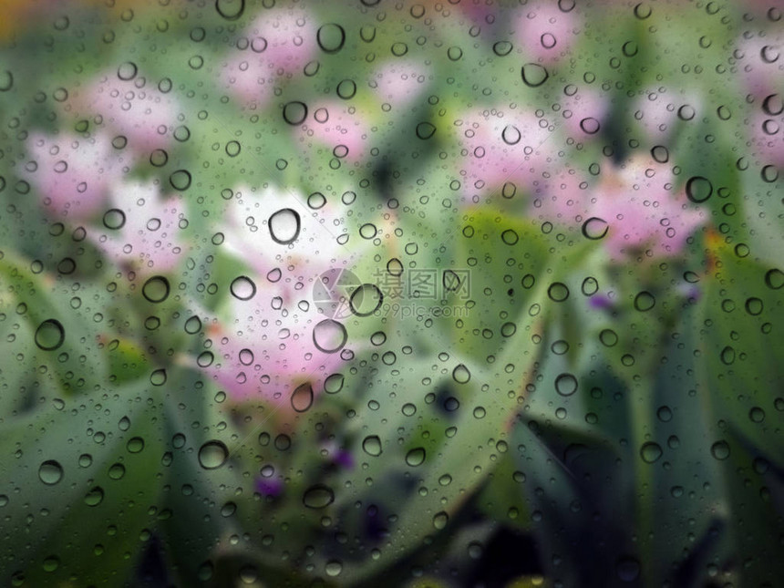 玻璃背景上近距离的雨滴花图片