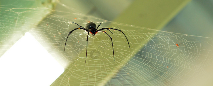 在澳大利亚昆士兰州热带北部的蜘蛛网上一只稀有的巨型金丝织物Neph图片