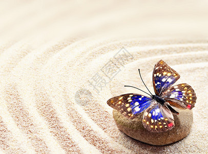 岩石上的蝴蝶沙子图片