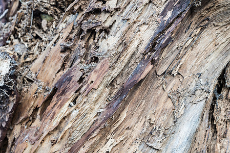 腐烂的树干木头的细节图片