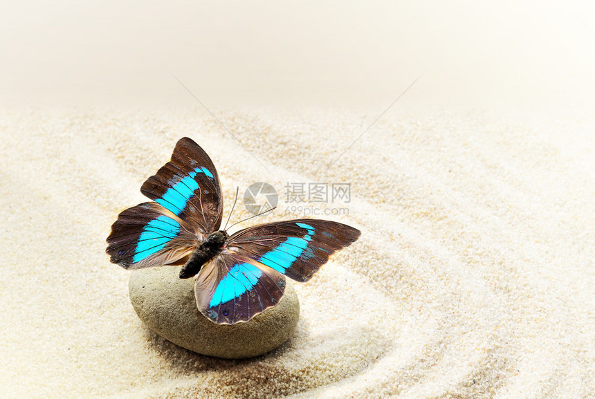 蝴蝶停在沙滩的圆石上图片