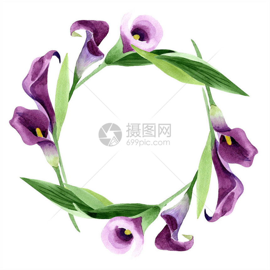 水彩紫色马蹄莲花卉植物花框架边框装饰广场背景纹理包装图案框架或边框图片