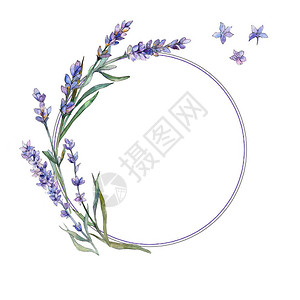 紫罗兰色薰衣草花卉植物花框架边框装饰广场背景纹理包装图案框架或边框图片