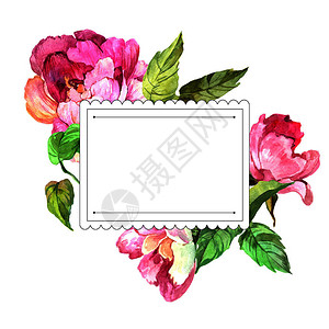 水彩粉色牡丹花卉植物花框架边框装饰广场背景纹理包装图案框架或边框图片