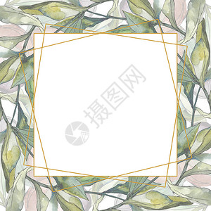 湖南省植物园黑橄榄水彩背景插图集水彩画时尚水彩画孤立绿叶植物园花卉叶子框架设计图片