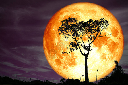 超级满血月背剪影树和五颜六色的天空图片