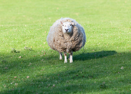 在威尔士草地的羊群中有图片