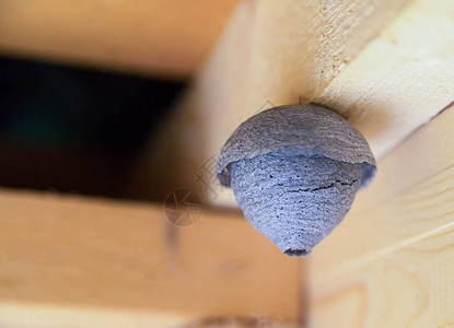 空巢黄蜂是一种圆形空气猪纸纹理图片