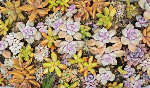 多肉植物的排列花盆里的仙图片