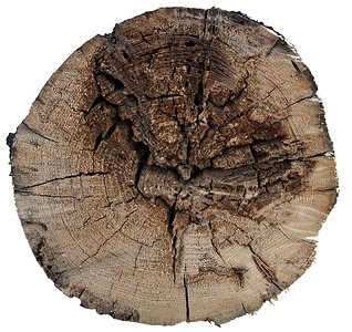 老木切割纹理显示年轮的树干横截面图片