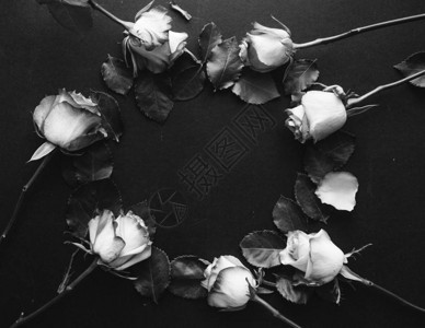 黑色背景两色的美丽玫瑰图片