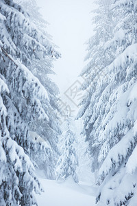 冬季森林雪中森林的景观图片