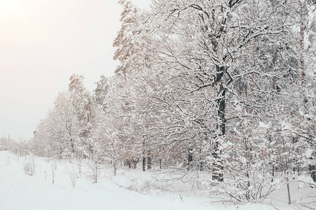 冬季森林中带侧光的雪树景观图片