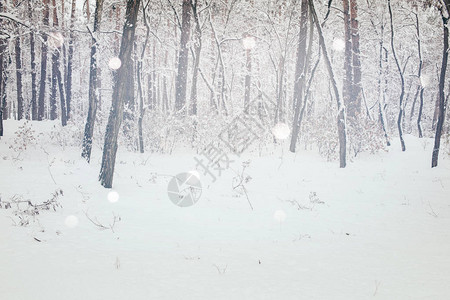 冬季森林景观和模糊飘落的雪花图片