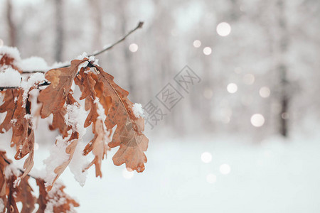 冬季森林中有雪的橡树叶和飘落的雪图片