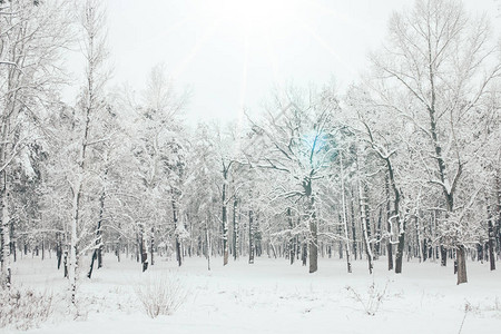 冬季森林中白雪皑的树木和阳光的美景背景图片