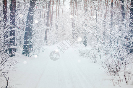 冬季森林景观和模糊飘落的雪花图片