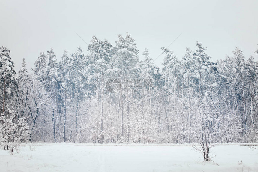 冬季森林中白雪皑的树木景观图片