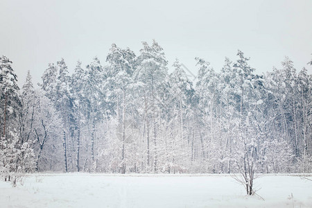 冬季森林中白雪皑的树木景观图片