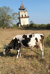 缅甸现场的牛和瞭望塔图片