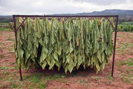种植园干燥过程中的烟叶初步发酵烟草植物图片