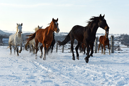 冬天在田野上奔跑的马图片
