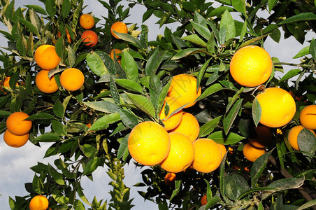 野外橙树图片