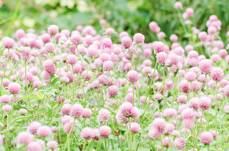 粉色环球阿马拉那花朵在春季图片