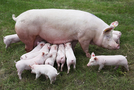 草地上播种的母猪图片