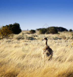 澳大利亚内陆荒野中的鸸鹋图片
