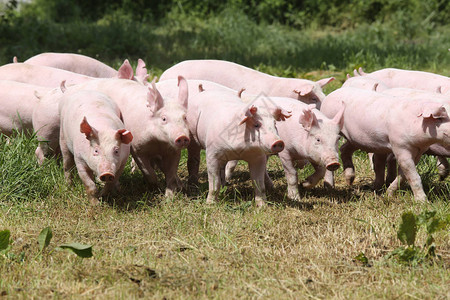 动物农场夏季的小猪群图片