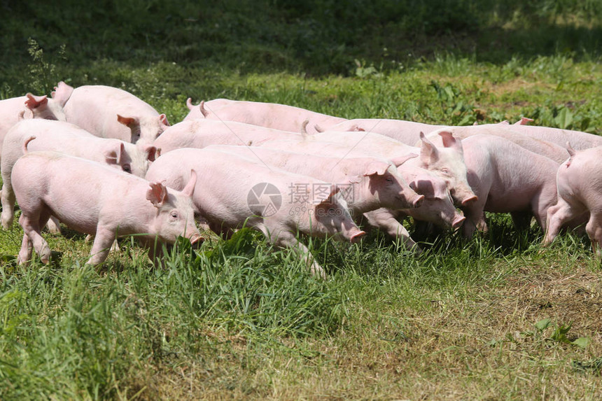 一群年轻小猪群在农场附近的绿草图片
