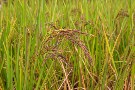 农场里的水稻浆果泰国黑茉莉香米背景图片
