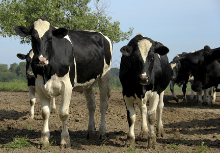 霍尔斯坦奶牛群在背景里有图片