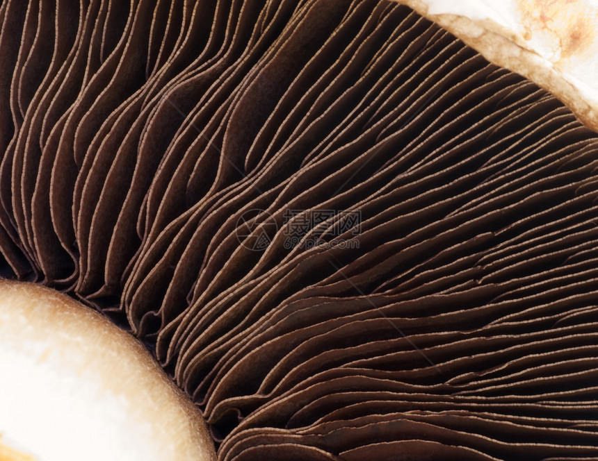 蘑菇上的鳃图片