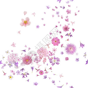花朵和花瓣在田野深处的粉红花朵微风图片