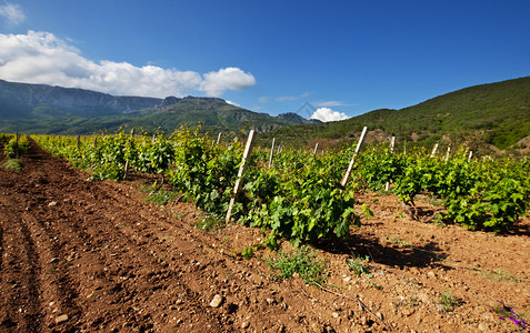 克里米亚山的葡萄园图片