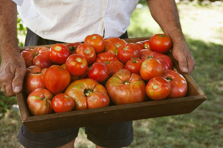 收获西红柿的农民图片