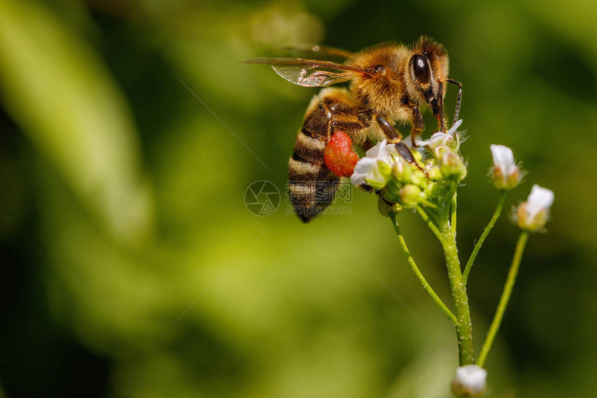 白花蜜蜂收集花粉和花蜜图片