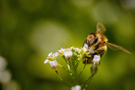 蜜蜂在白花上采集花粉图片