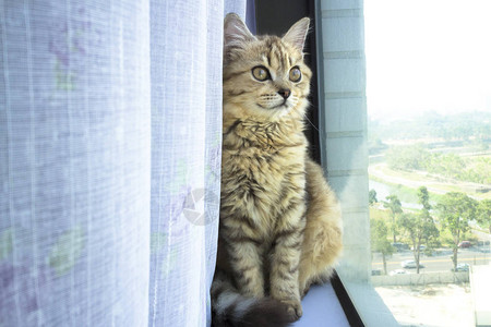 猫看着窗外图片