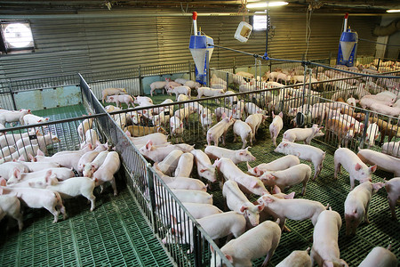 现代农场养殖的猪图片