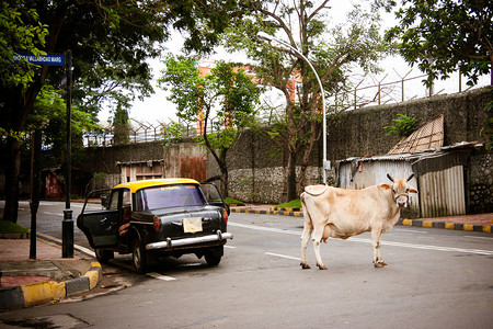 印度孟买街的一辆出租车图片