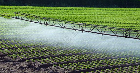 绿色莴苣领域的自动灌溉系统背景图片