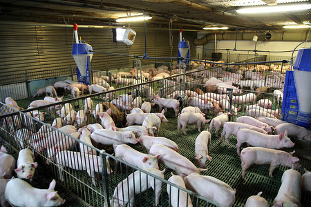 现代农场养殖的猪图片